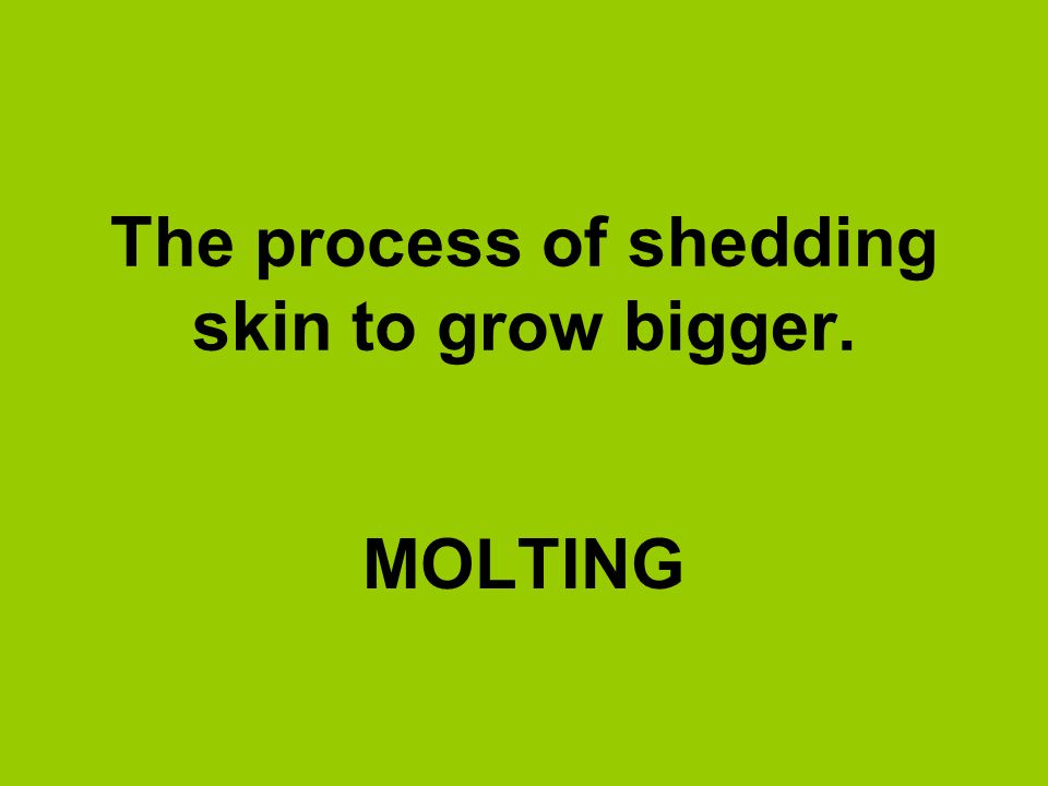 The process of shedding skin to grow bigger.
