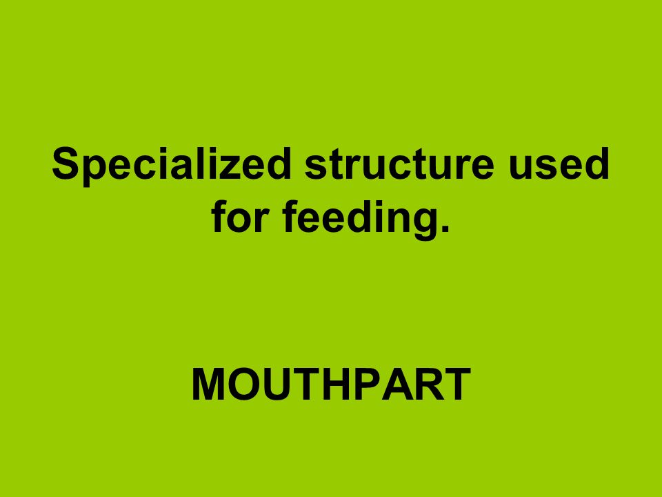 Specialized structure used for feeding.