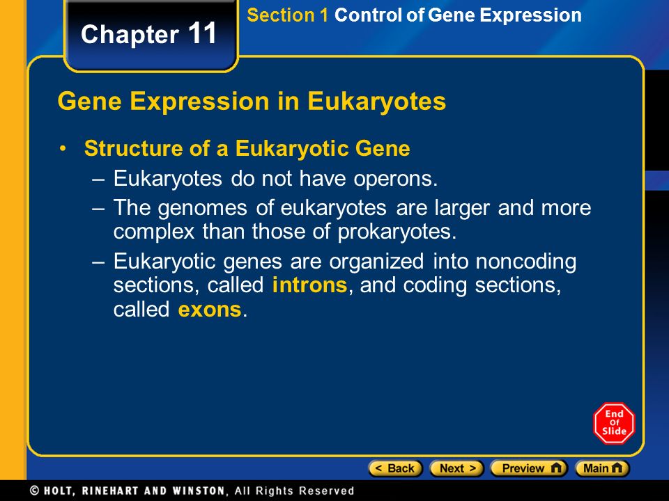 Gene Expression in Eukaryotes
