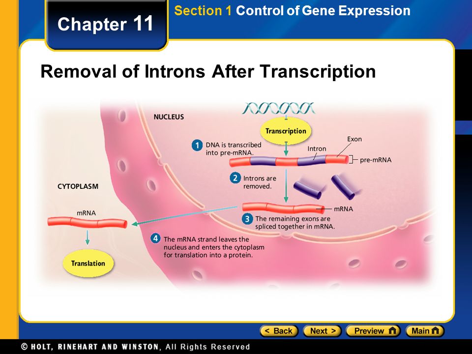 Removal of Introns After Transcription