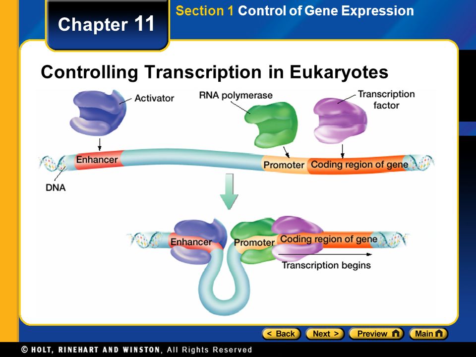 Controlling Transcription in Eukaryotes