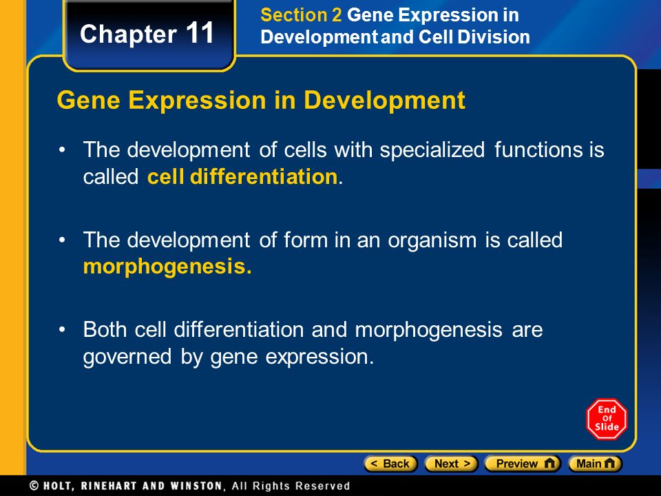 Gene Expression in Development