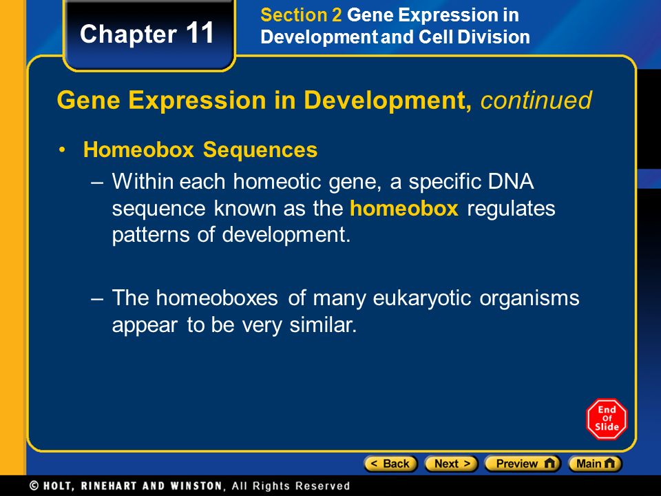 Gene Expression in Development, continued
