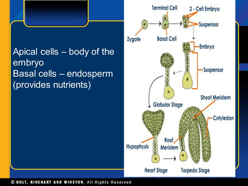 Apical cells – body of the embryo