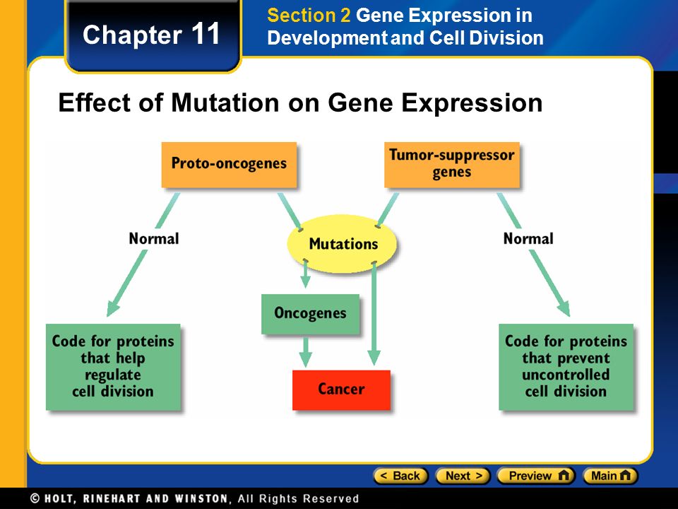 Effect of Mutation on Gene Expression
