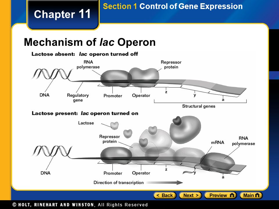 Mechanism of lac Operon