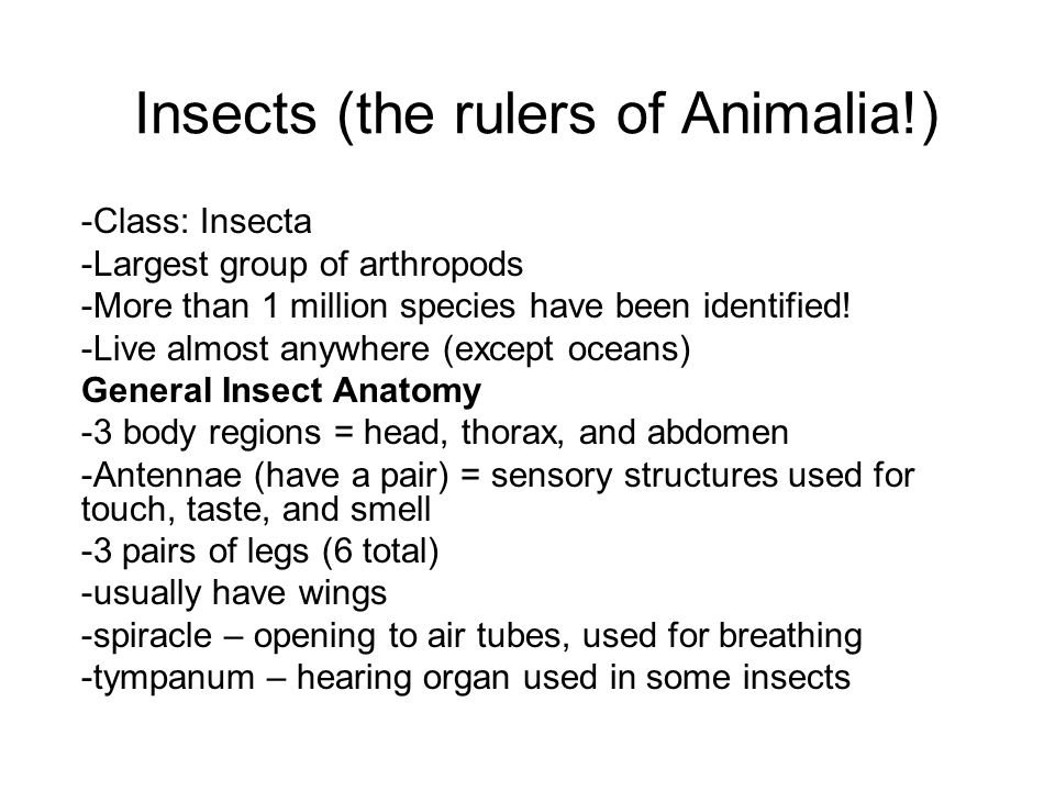 Insects (the rulers of Animalia!)