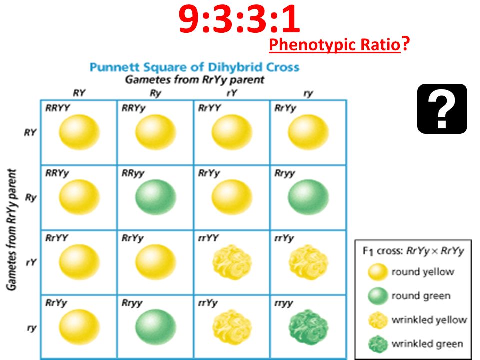 Genetics Review Ppt Video Online Download