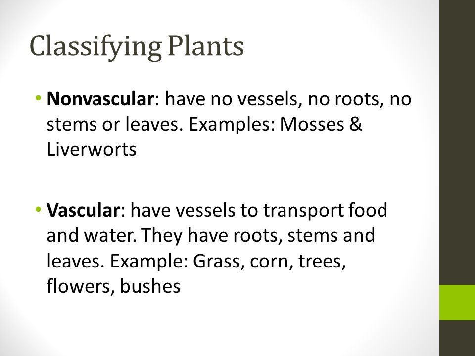 Classifying Plants Nonvascular: have no vessels, no roots, no stems or leaves. Examples: Mosses & Liverworts.