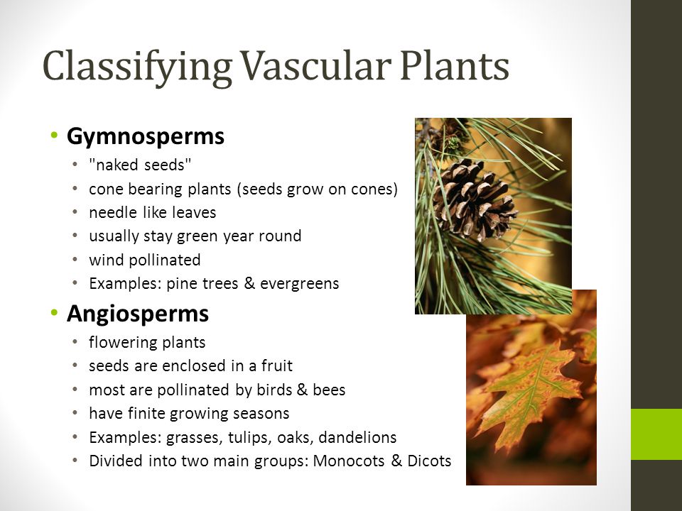 Classifying Vascular Plants