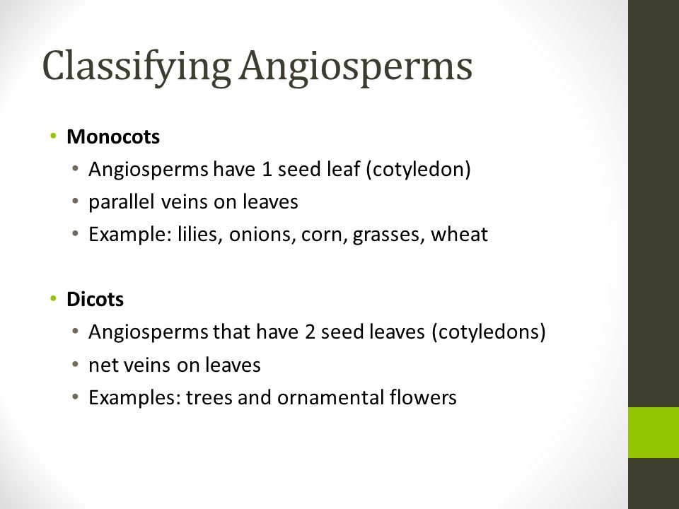 Classifying Angiosperms