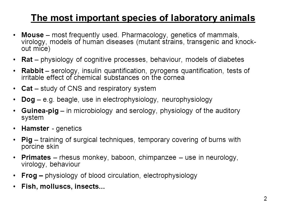 LABORATORY ANIMALS. - ppt download