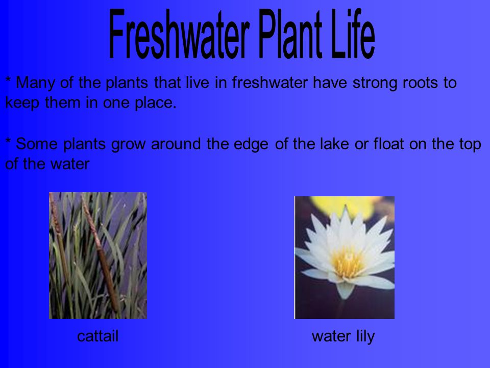 Freshwater Plant Life * Many of the plants that live in freshwater have strong roots to keep them in one place.
