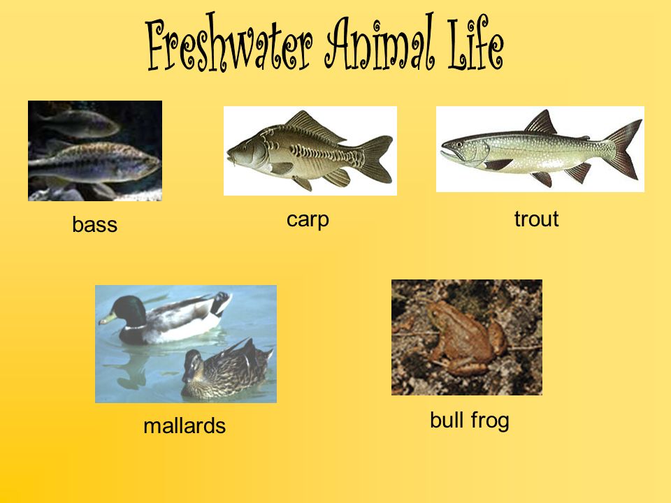 Freshwater Animal Life
