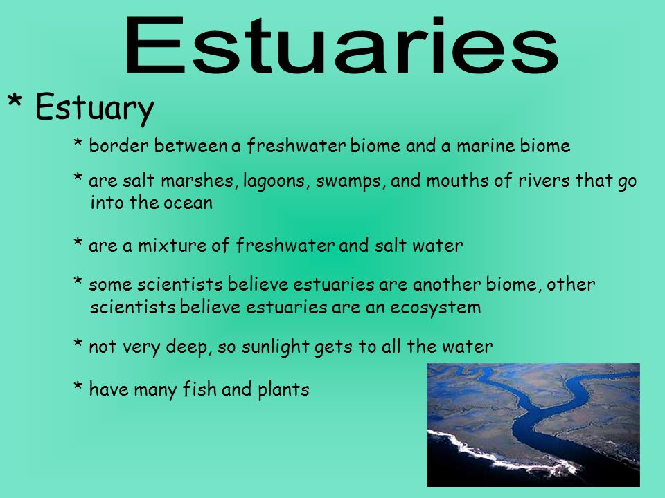 Estuaries * Estuary. * border between a freshwater biome and a marine biome.