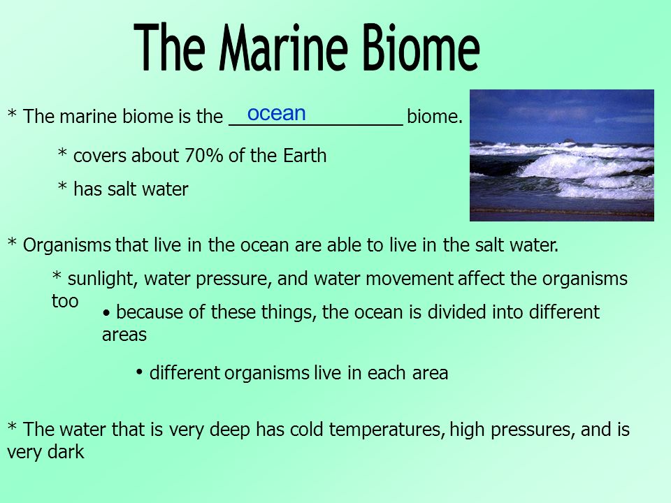 The Marine Biome ocean different organisms live in each area