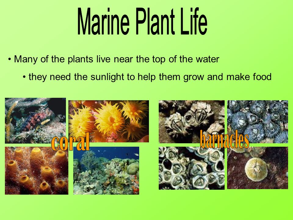 Marine Plant Life barnacles coral