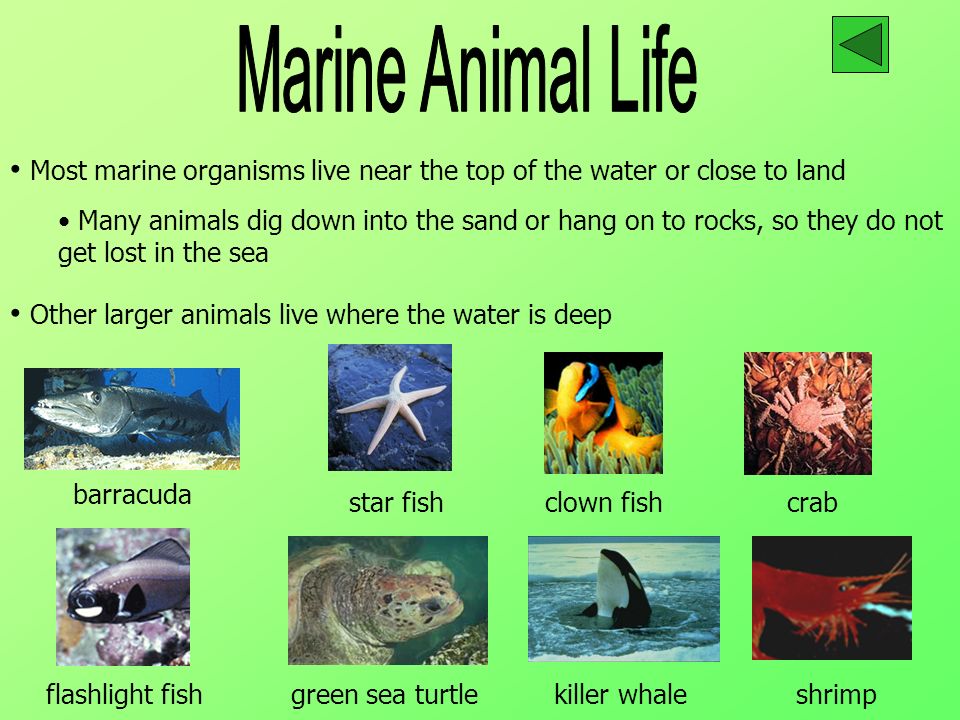 Marine Animal Life Most marine organisms live near the top of the water or close to land.