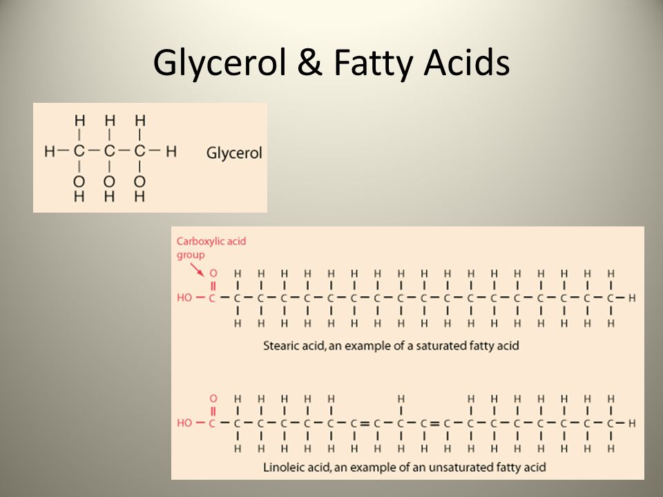Glycerol & Fatty Acids