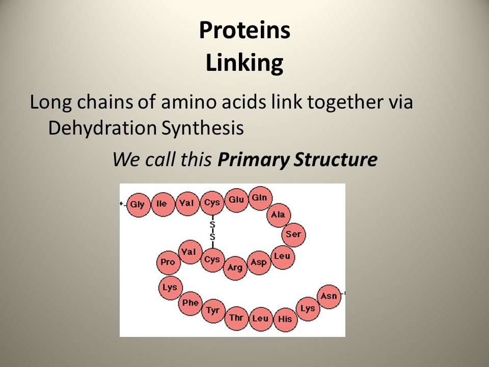 Proteins Linking Long chains of amino acids link together via Dehydration Synthesis We call this Primary Structure