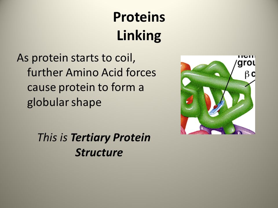 Proteins Linking As protein starts to coil, further Amino Acid forces cause protein to form a globular shape This is Tertiary Protein Structure