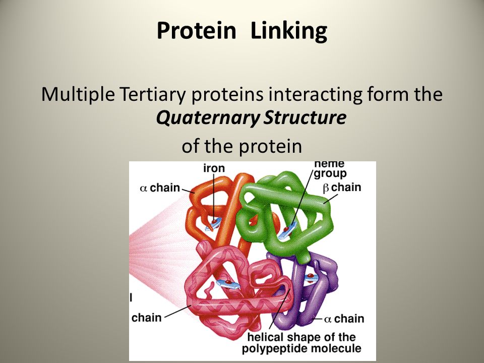 Protein Linking Multiple Tertiary proteins interacting form the Quaternary Structure of the protein