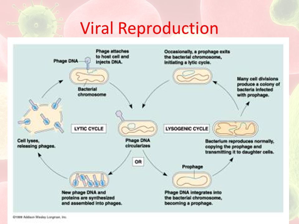 Viral Reproduction