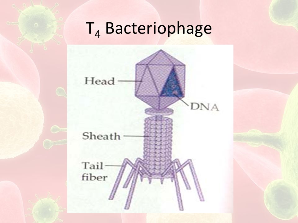 T4 Bacteriophage