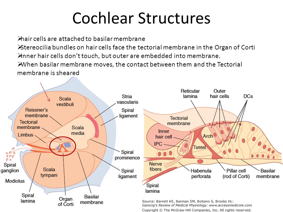 Cochlear Structures hair cells are attached to basilar membrane