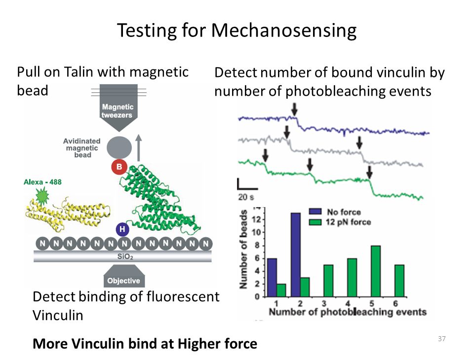Testing for Mechanosensing