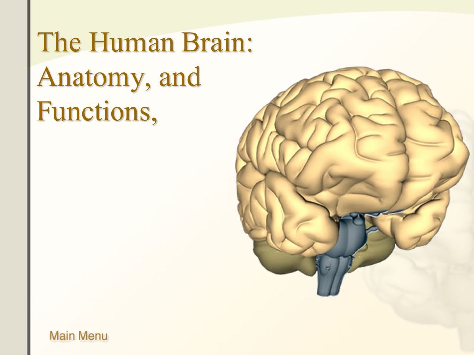 The Human Brain: Anatomy, and Functions,