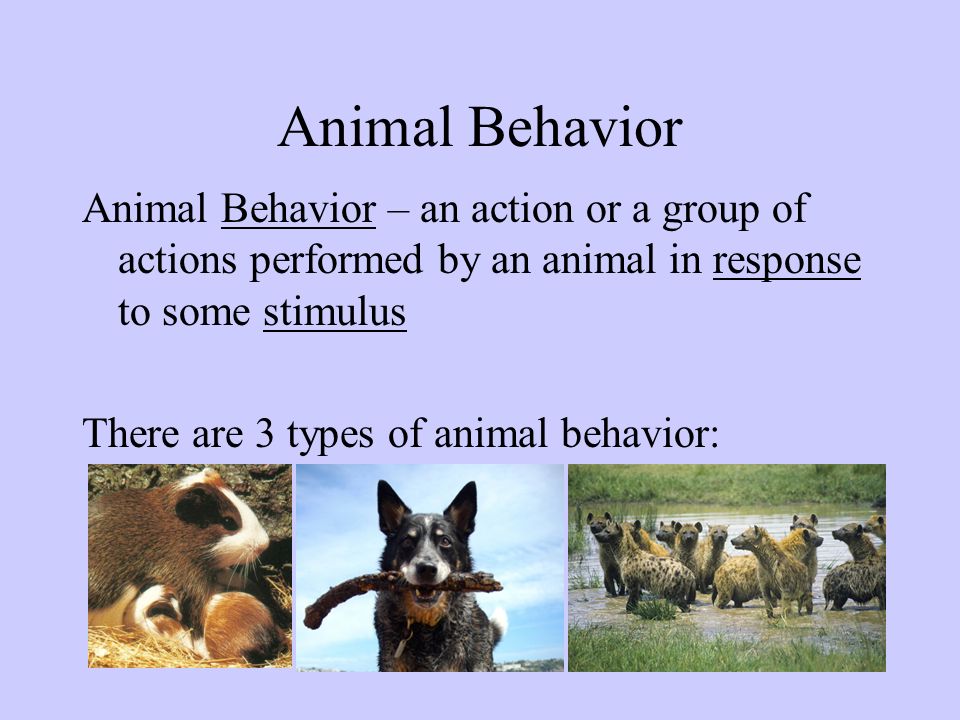 Animal Behavior. - ppt video online download