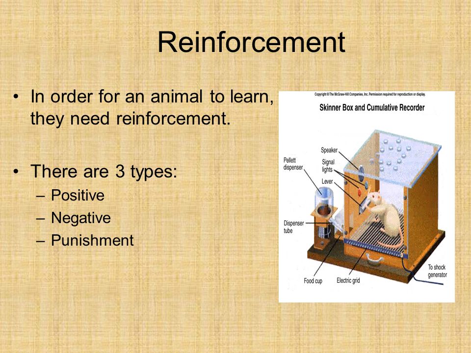 Reinforcement+In+order+for+an+animal+to+learn%2C+they+need+reinforcement.+There+are+3+types%3A+Positive..jpg