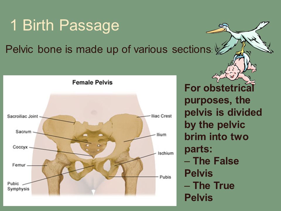 For obstetrical purposes, the pelvis is divided by the pelvic brim into two...