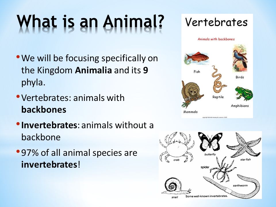 Classification & The Animal Kingdom - ppt video online download