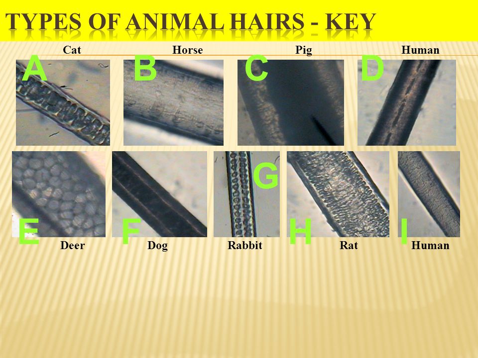 Hairs Forensic Science. - ppt download
