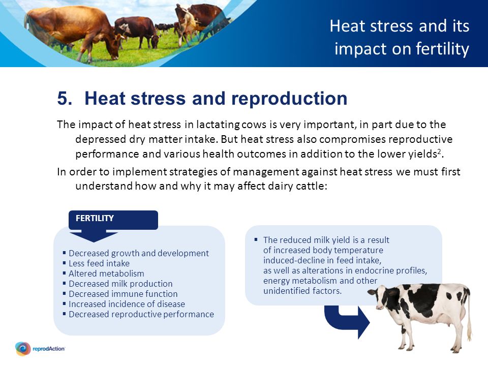 HEAT STRESS AND ITS IMPACT ON FERTILITY - ppt video online download