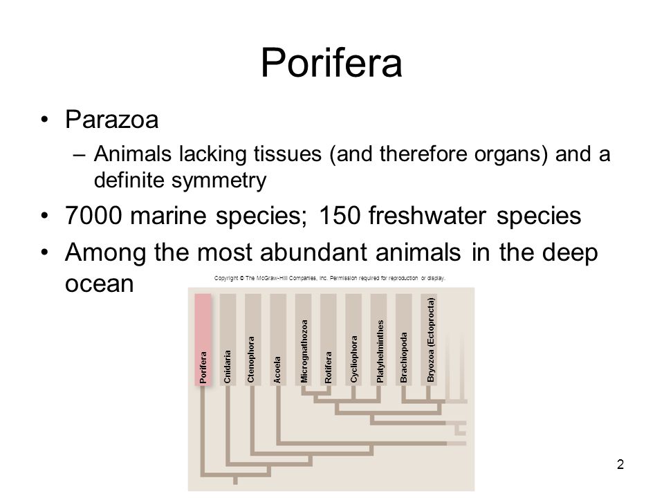 Porifera Parazoa 7000 marine species; 150 freshwater species