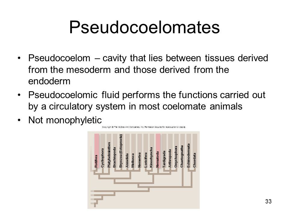 Pseudocoelomates Pseudocoelom – cavity that lies between tissues derived from the mesoderm and those derived from the endoderm.