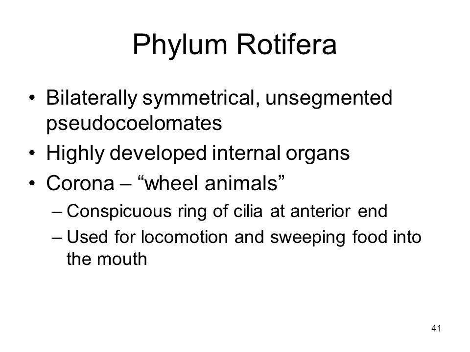 Phylum Rotifera Bilaterally symmetrical, unsegmented pseudocoelomates