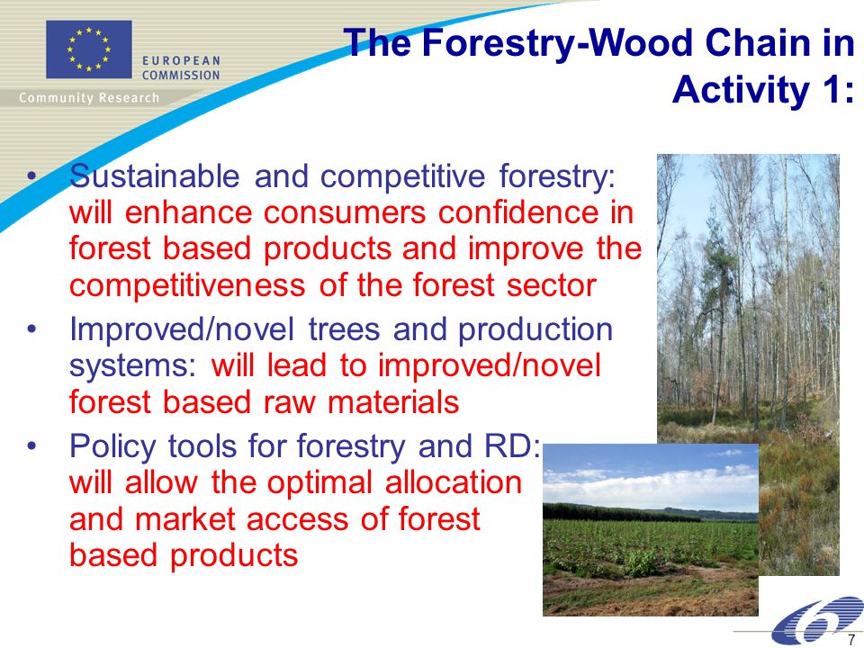 The Forestry-Wood Chain in Activity 1: