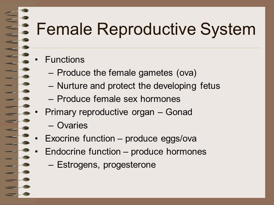 Chapter 19 Reproductive System - ppt video online download