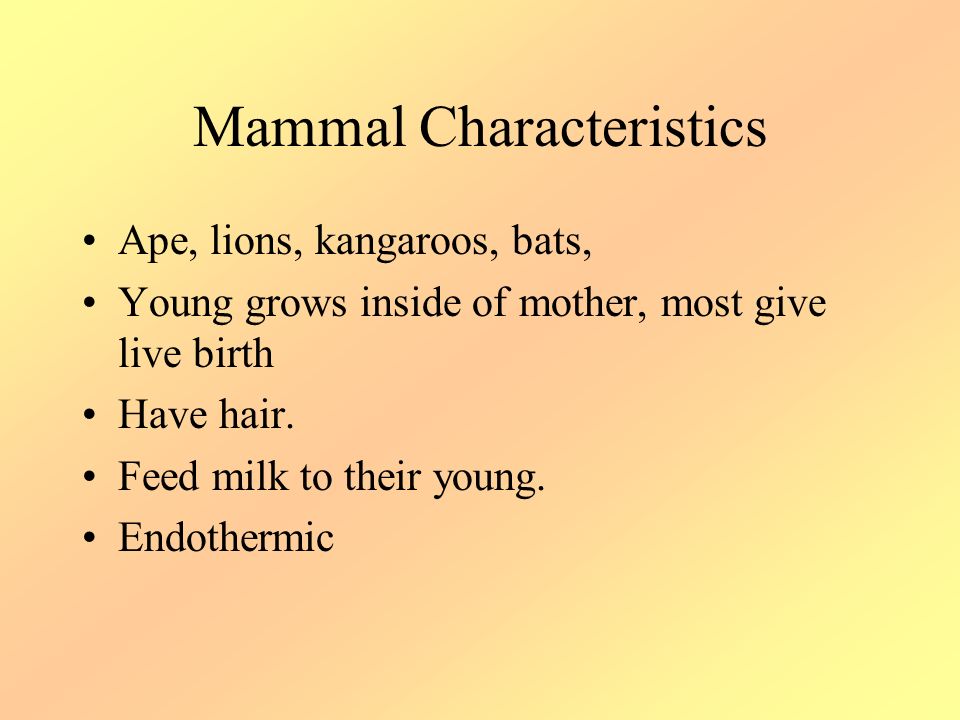 Mammal Characteristics