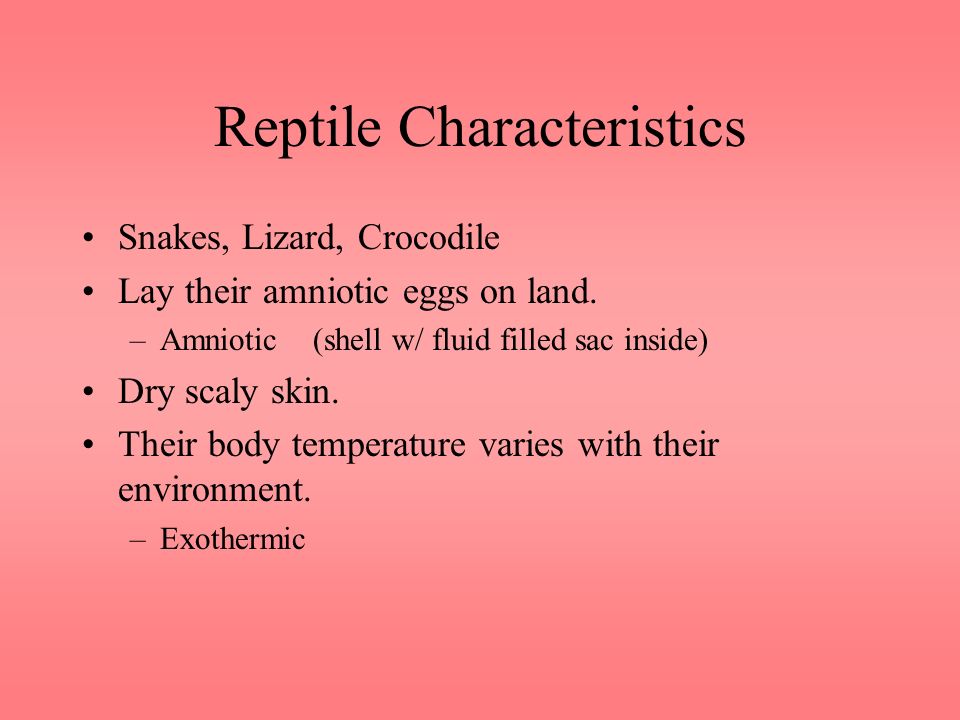 Reptile Characteristics