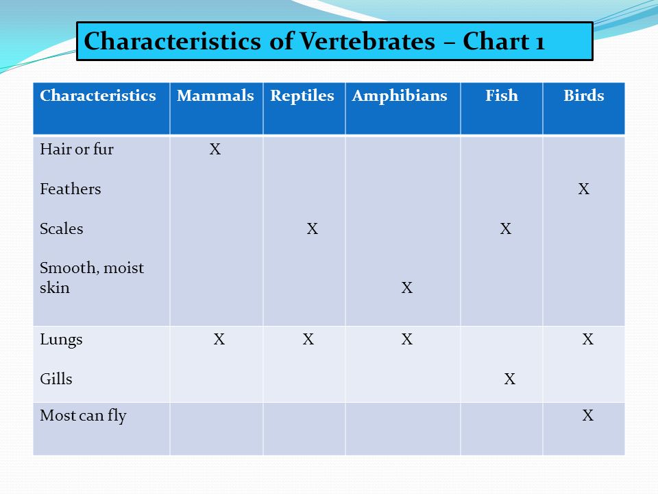 Vertebrate Characteristics Chart