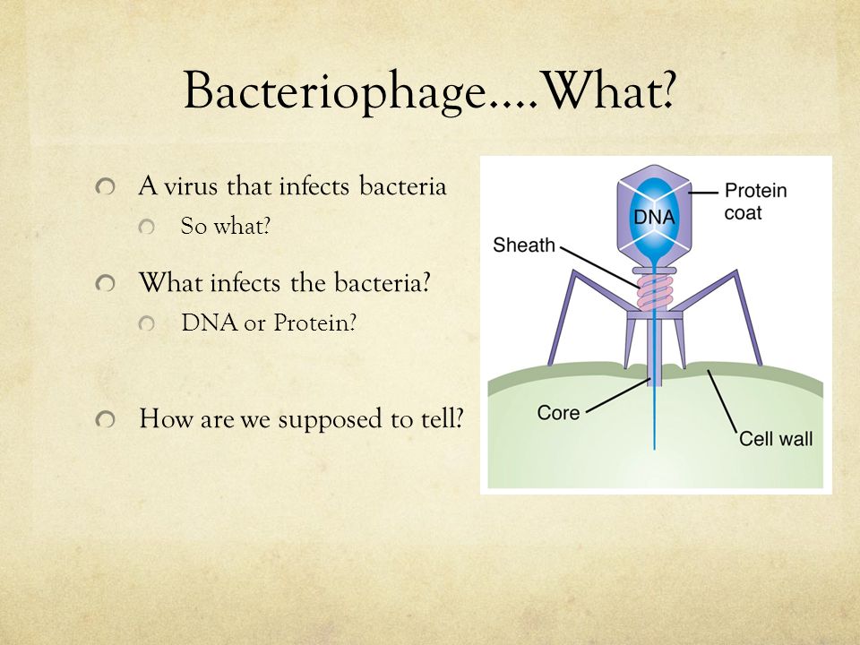 Bacteriophage….What A virus that infects bacteria
