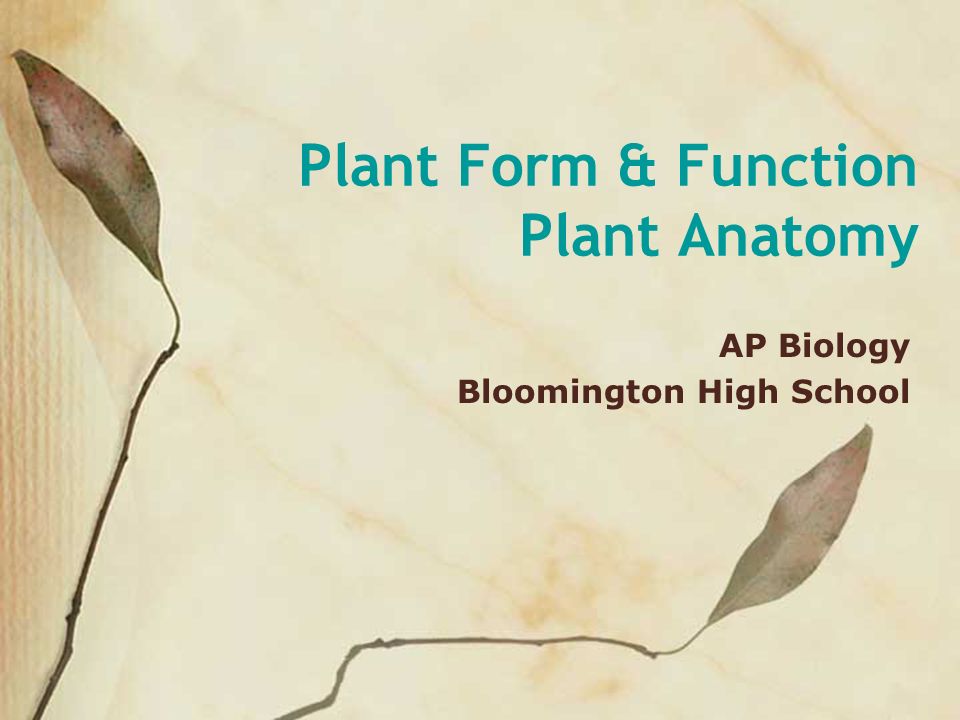 Plant Form & Function Plant Anatomy