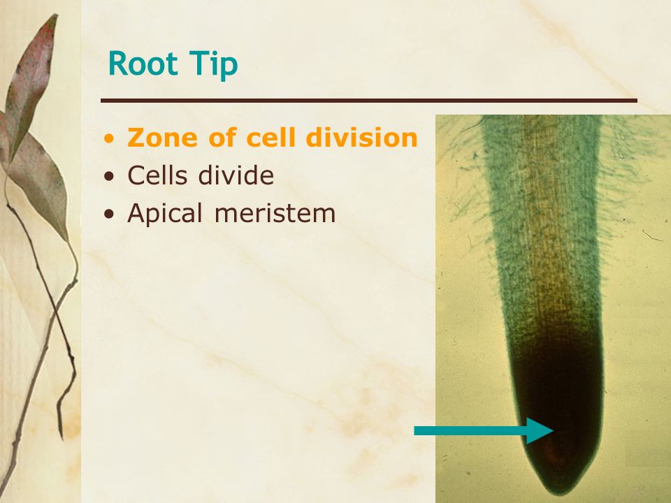 Root Tip Zone of cell division Cells divide Apical meristem