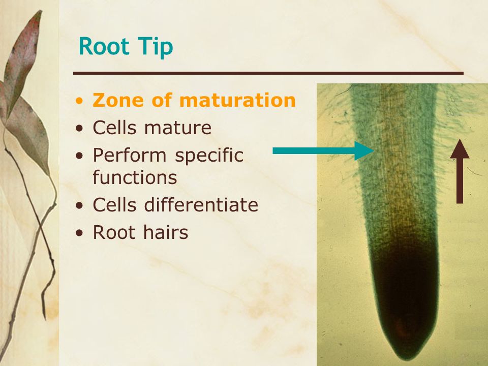 Root Tip Zone of maturation Cells mature Perform specific functions