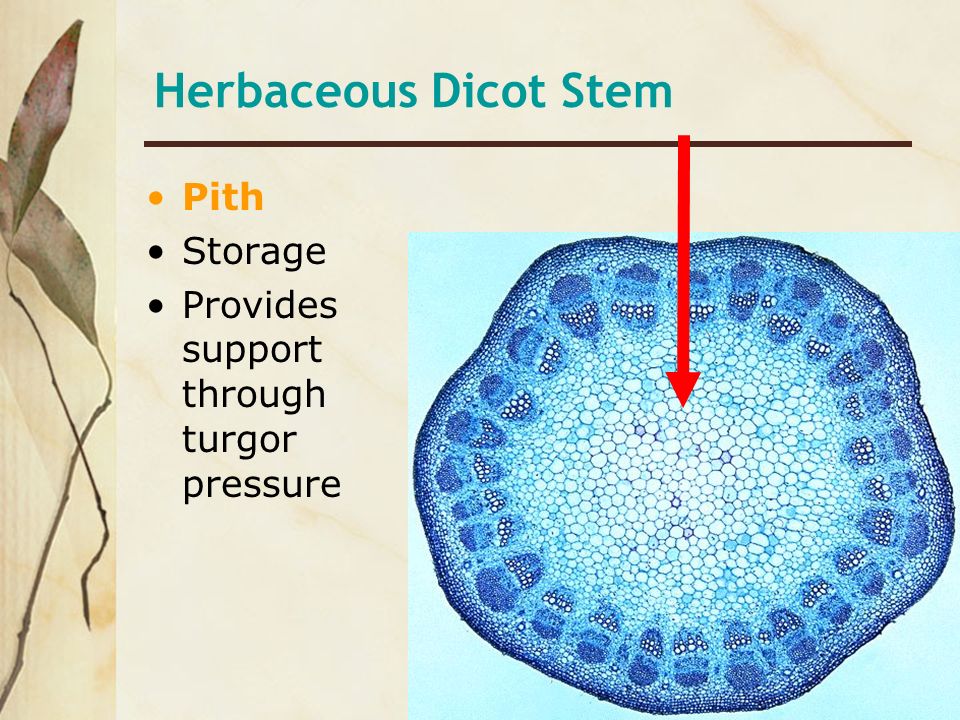 Herbaceous Dicot Stem Pith Storage